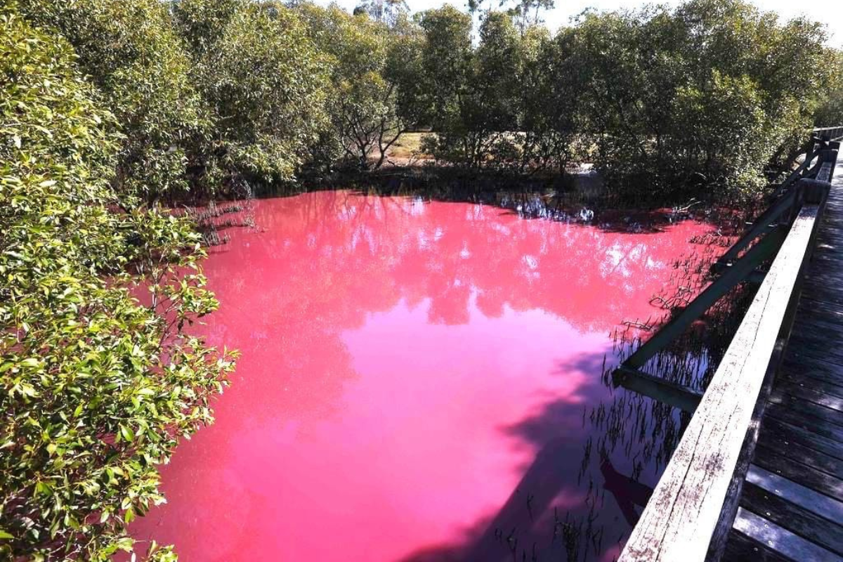 Article image for Boondall Wetlands: Mysterious pink colour raises questions