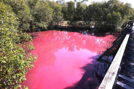 Boondall Wetlands: Mysterious pink colour raises questions