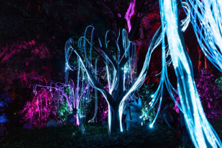 Brisbane lighting installation amazing locals this Christmas