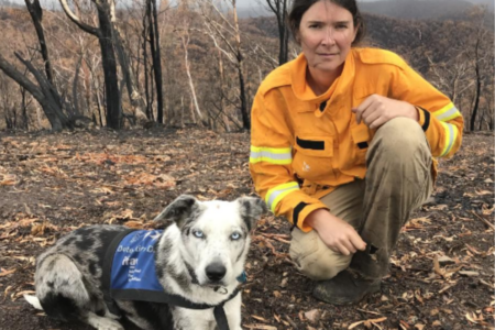 Sniffer dogs are being used to rescue koalas