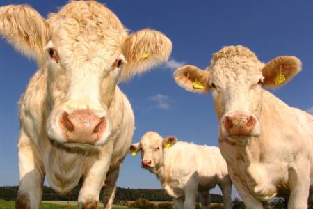 Data driving tough livestock decisions