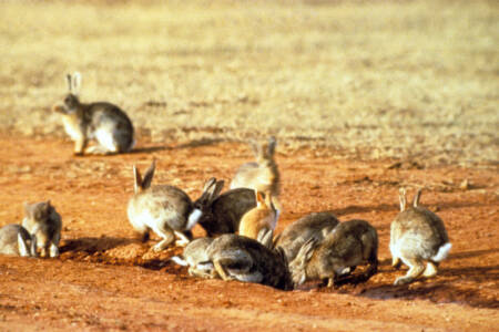 Rabbit Popluation Solutions