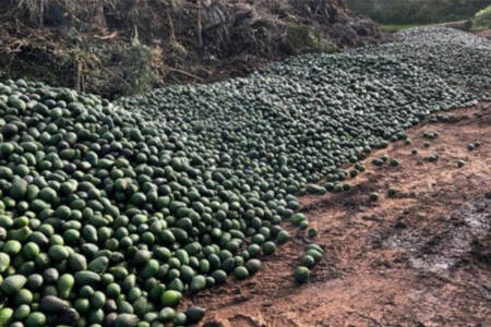 Avocado Industry Booming