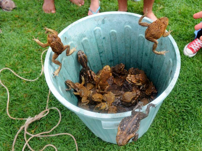 Gold Coast community called upon to cull toad invasion - 4BC