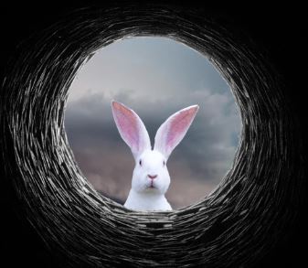 Down the Rabbit Hole