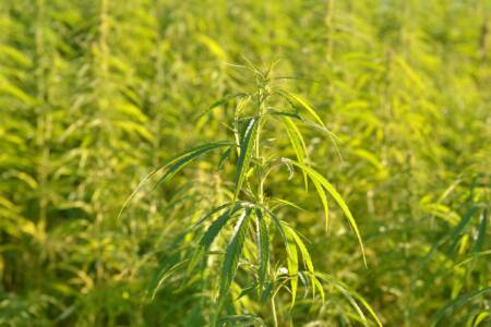Industrial hemp and sesame trial sites open for inspection.