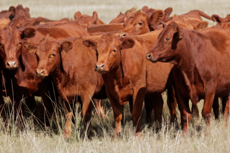 What’s the EU’s beef with our cattle industry?