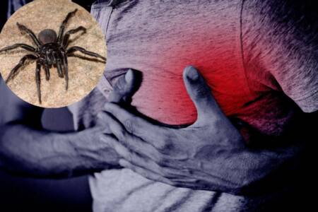 Funnel-web spider venom could be the key to saving people from a heart attack