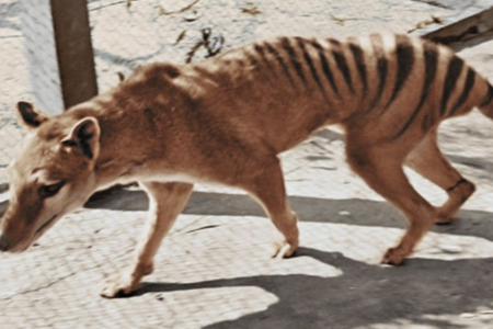 Scientists move closer to bringing the Tasmanian tiger back from extinction