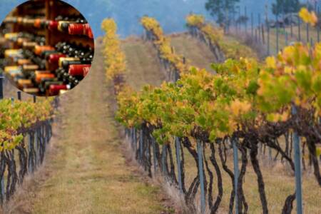 Australian wine exports bounce back following China lifting tariffs