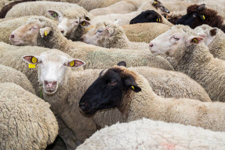 Live sheep trade ban back in the spotlight