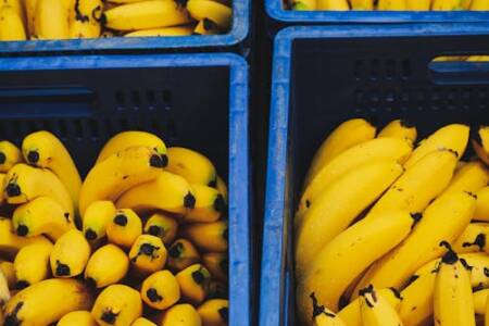 Banana supply in doubt, with crops in North Queensland underwater
