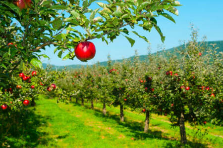 Program to safeguard the future of apple and pear orchards