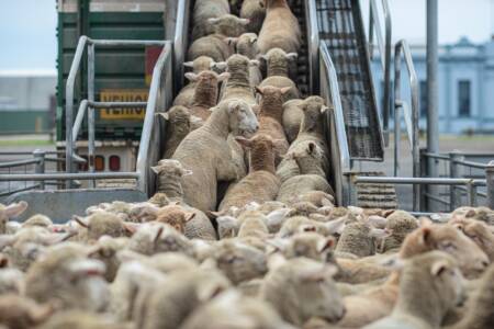 Animal welfare campaigners refute Nationals claims on live sheep trade ban