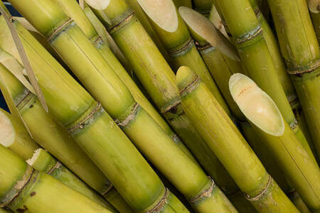 Sugarcane growers in North Queensland brace for extensive crop damage