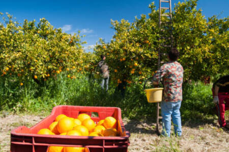Citrus growers looking to futureproof the industry as three day conference begins