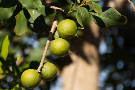 Macadamia production to double by the end of the decade