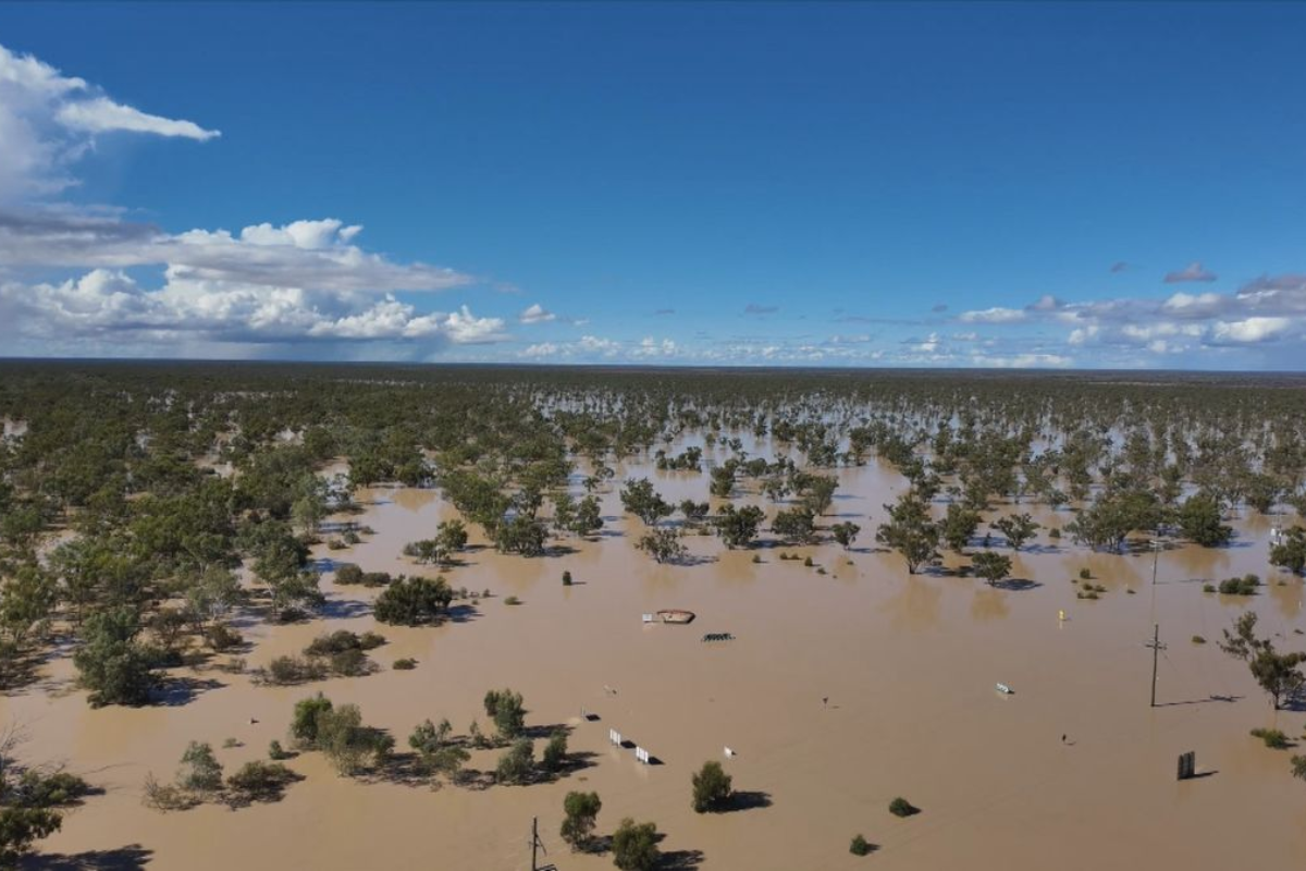 Outback Queensland farmers face devastating stock losses after record ...