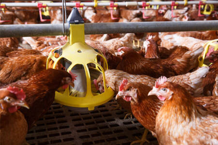 Farmers react to new chicken meat industry probe