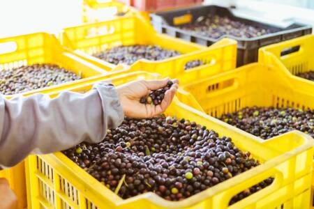 A promising future for Australian olive growers