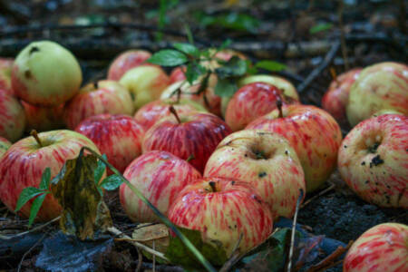 Popular Aussie apple brand to hit Chinese supermarket shelves