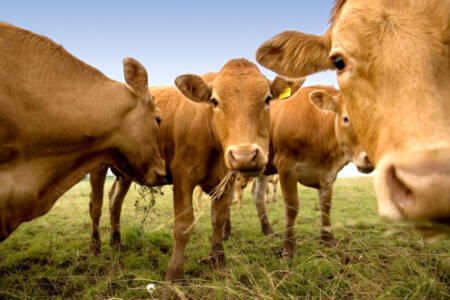 Agriculture Victoria’s latest trial to dispose of cattle carcasses