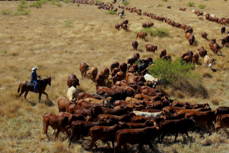 Charity Cattle Drive to help the homeless and hungry in QLD’s outback kicks off this Sunday