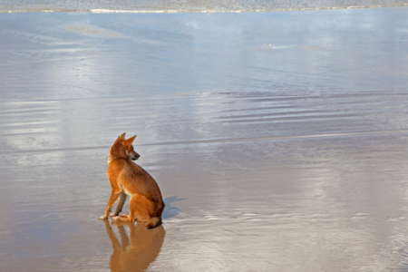Dingo activity spike on K’Gari has rangers urging campers to stay alert