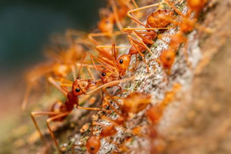 Should taxpayers fund fire ant outbreak clean-up?