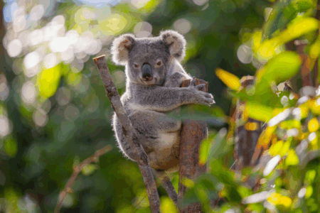 Ignored residents demand action on koala habitat destruction