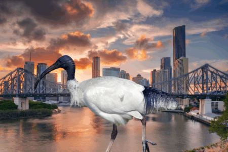 From bush to bin: How Brisbane’s wildlife is conquering the concrete jungle