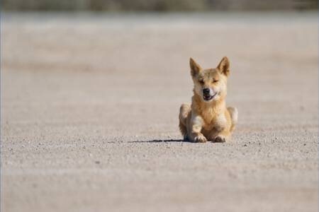 Should dingoes be allowed as pets?