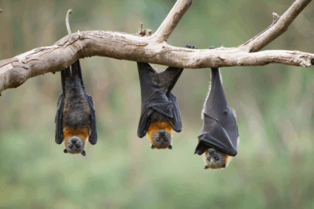 Bats vs. Humans: Why Gympie residents are becoming prisoners in their own homes
