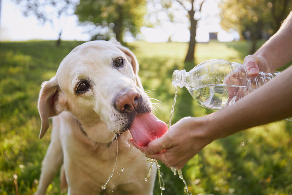 How to protect your pets and wildlife as Australia Day temperatures soar
