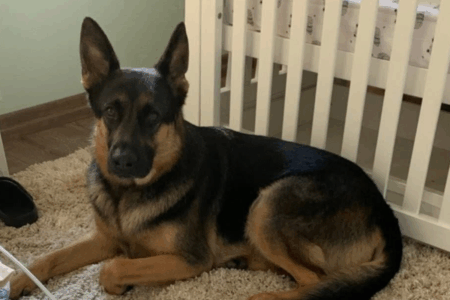 News Deep Dive: What really happened to Arnie the German Shepherd