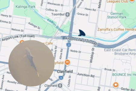 Bull shark confirmed in Kedron Brook: Popular suburban swimming hole no longer safe