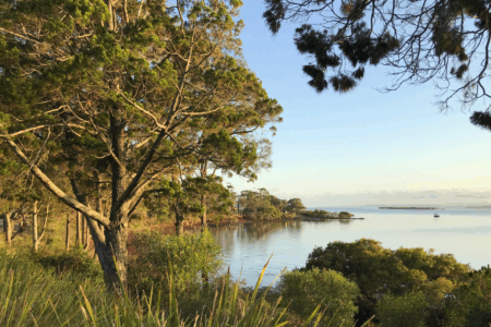 Why Redland locals are concerned about their trees