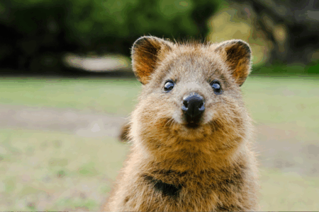 Brisbane’s best-kept secret: Meet the first-ever Quokka to call Queensland home