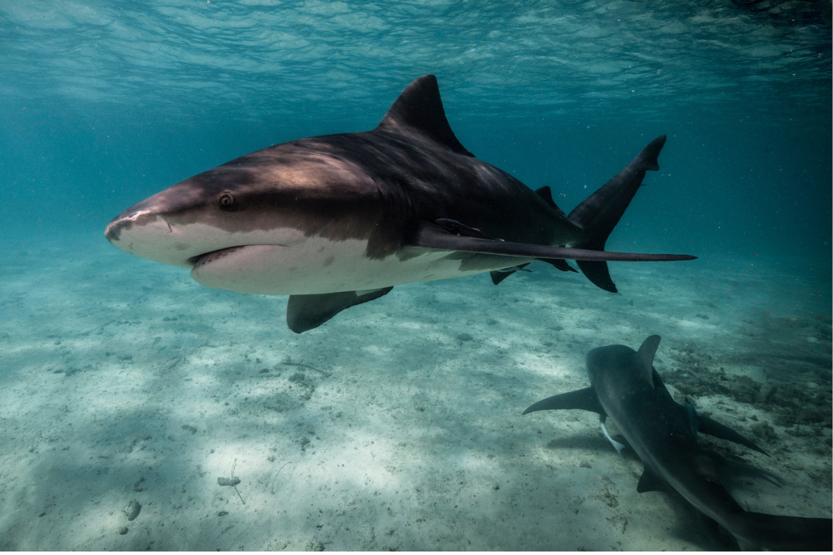 From Kedron Brook to the Brisbane River: Are shark numbers actually on the rise? - 4BC