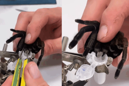 Why a Queensland Scientist is milking deadly spiders to save our bees