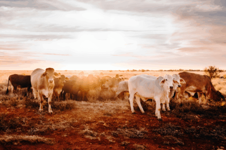 Central Queensland family offers $25,000 reward after massive $200,000 cattle heist