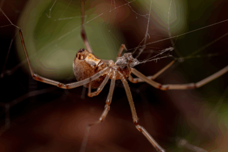 The deadly Australian spider venom that could save you from a fatal heart attack